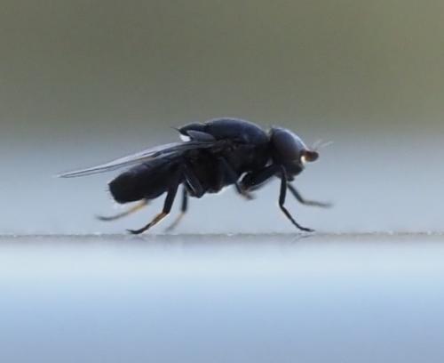Réf. 270 521 : Polyodaspis sp.